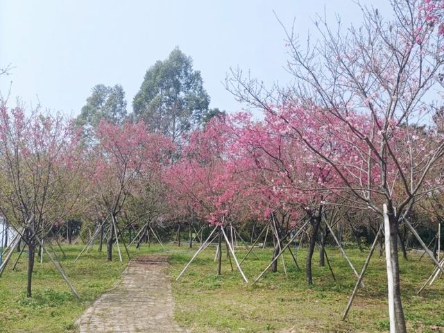 廣洲櫻花樂園