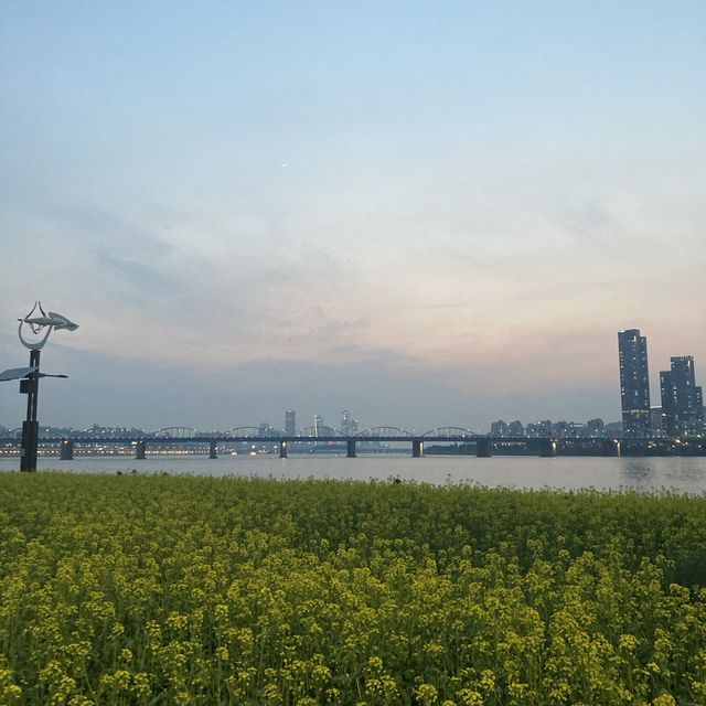 유채꽃 맛집 [반포한강공원 서래섬]