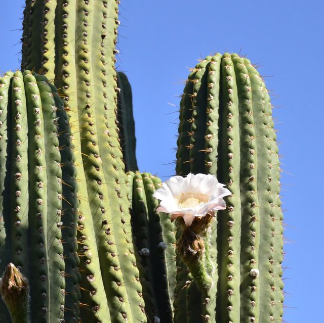 北非迷情💗摩洛哥MARRAKECH｜YSL的私人花園JARDIN MAJORELLE，宛如世外桃源! 