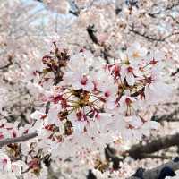 【東京】満開の桜と川が美しい都会にある自然