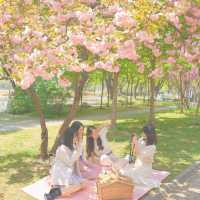 보라매공원 겹벚꽃 보러가세요🌸💓🌸