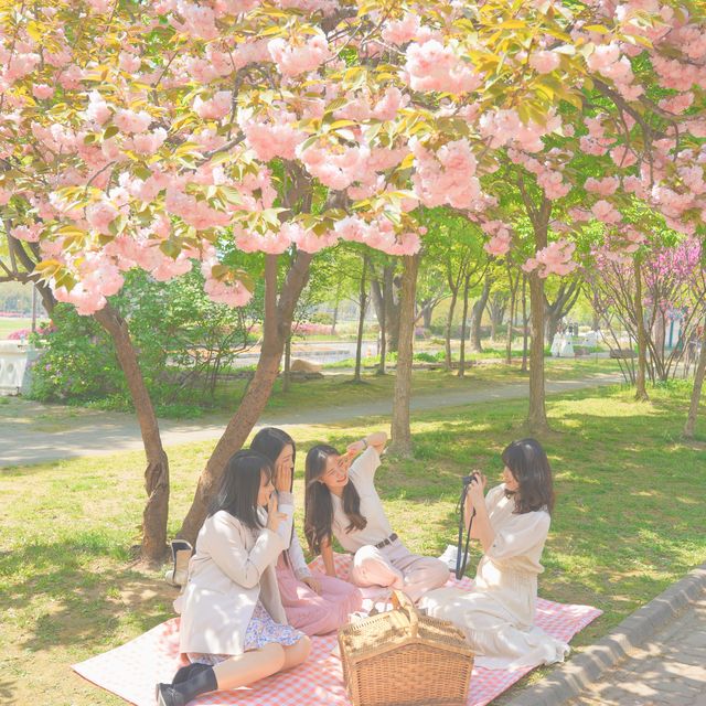 보라매공원 겹벚꽃 보러가세요🌸💓🌸