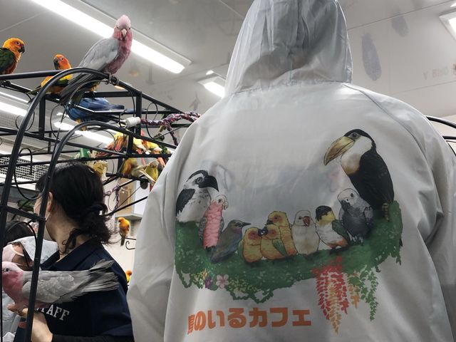 【東京】100羽の鳥ちゃん達と触れ合える