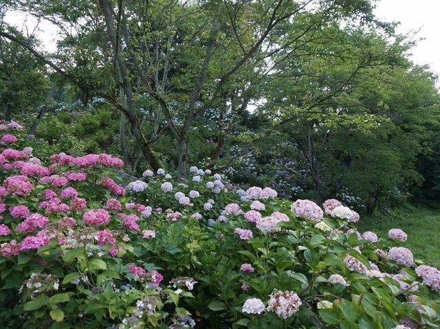 6月去東京必睇的繡球花