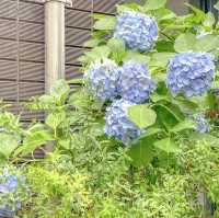 オランダ坂通りの紫陽花