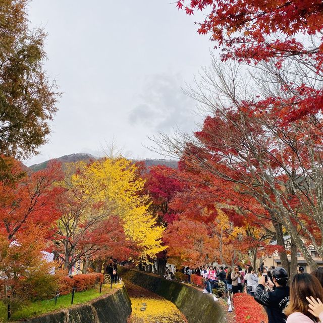 🇯🇵 又到了欣賞紅葉的秋季 — 河口湖楓葉迴廊