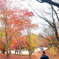 紅葉