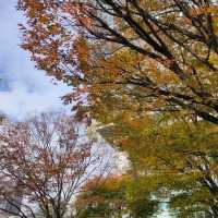 東京 有楽町 東京国際フォーラム "窓に映った紅葉" 幻想的、 現代建築と自然のコラボレーション!! 楽しみ方色々!!