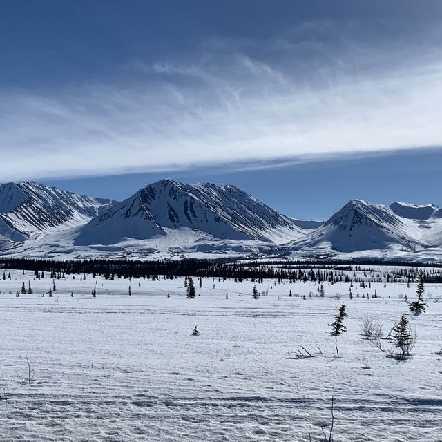 Witness the Iditarod dog sled race in Nome