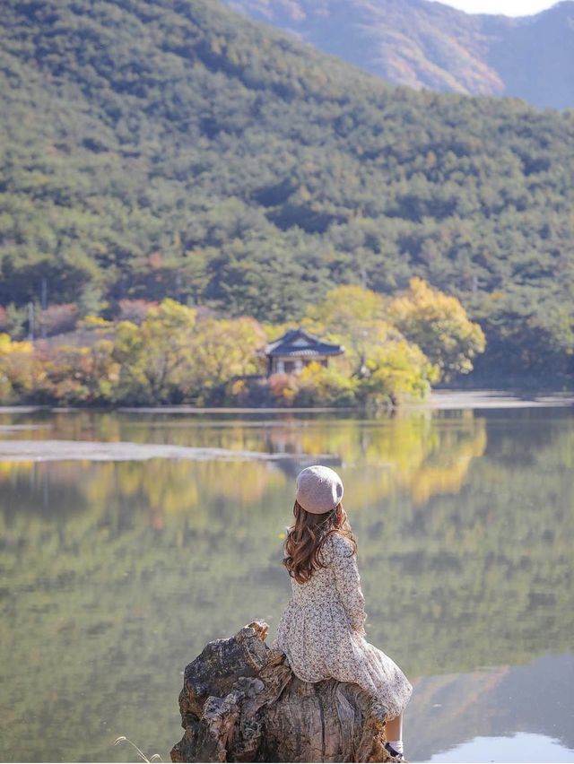 반영이 너무 예쁜 산책하기 좋은 밀양 위양지 🧡 가을버전
