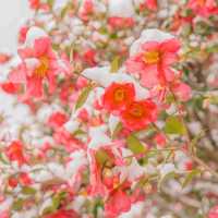 🌺눈과 동백의 아름다운 조화 [제주, 휴애리]