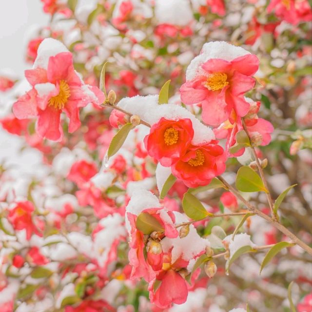 🌺눈과 동백의 아름다운 조화 [제주, 휴애리]