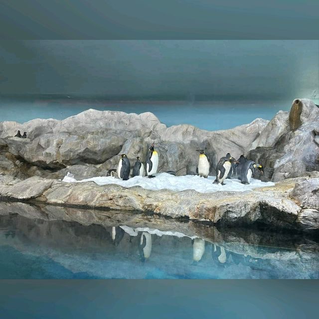 最後機會～新加坡裕廊飛禽公園
