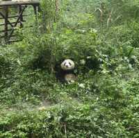 Cuteness load; giant panda sanctuary 