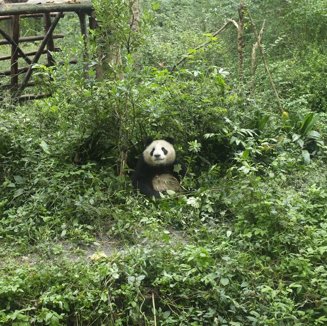 Cuteness load; giant panda sanctuary 