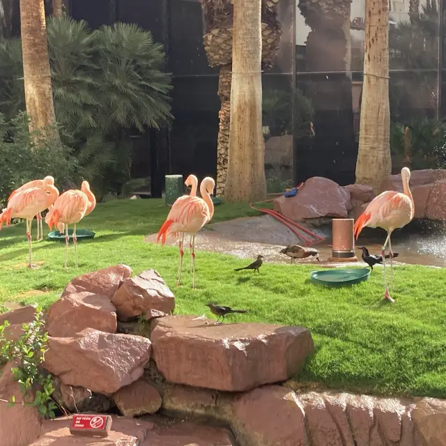 Flamingo Las Vegas