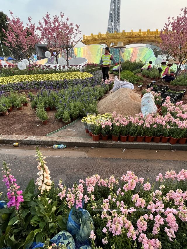 See the flowers blooming in Guangzhou City