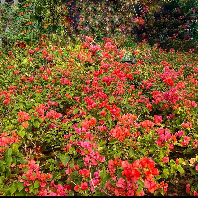 Amazing Cacti 🌵 and flowers 🌺 in Shanghai.