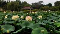 Lotus blooming at Semiwon during Hot summer