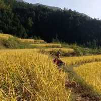 Golden Rice Terraces Oujia Village, Taibao Town, Lianshan, Yao Autonomous County, Qingyuan