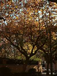 Winter Days in the French Concession🍂🍁