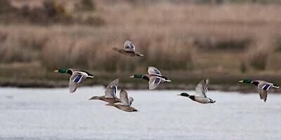 Young Shot’s Wildfowling Experience with Lytham & District Wildfowlers | Blackpool Sporting Clays