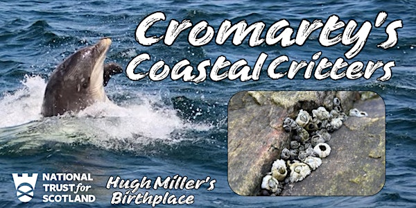 Cromarty's Coastal Critters 2025 | Hugh Miller's Birthplace Cottage & Museum