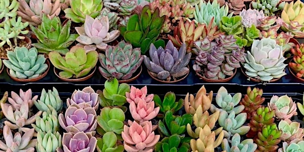 Succulent Workshop | The Garden Bar & Cafe @ Allwoods Garden Centre, Hassocks