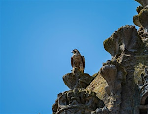 Raptors in Flight: Wildlife Photography - CPM 26 | Histon Football Club