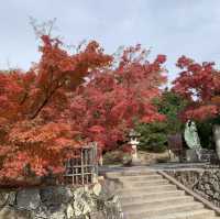 京都[紅葉めぐり] 絶景の天龍寺