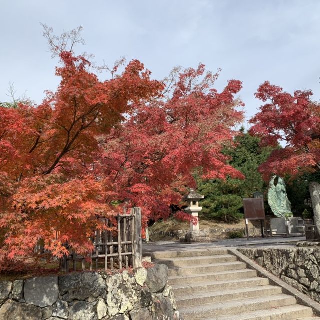 京都[紅葉めぐり] 絶景の天龍寺