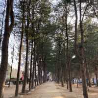 춘천 가볼만한 곳 [남이섬]