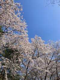 벚꽃 구경은 서울대공원에서 🌸🤍