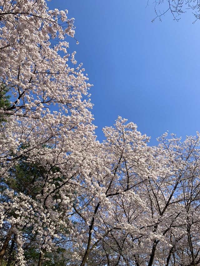 벚꽃 구경은 서울대공원에서 🌸🤍