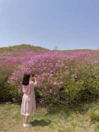 봄엔 철쭉보러 황매산 가야지 💗