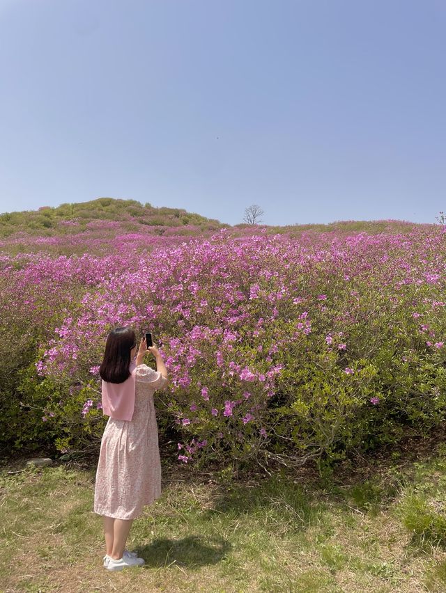 봄엔 철쭉보러 황매산 가야지 💗