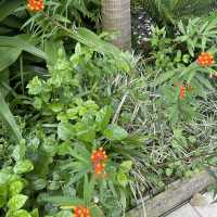 賞花好地方「蝴蝶灣公園」