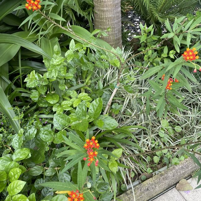 賞花好地方「蝴蝶灣公園」