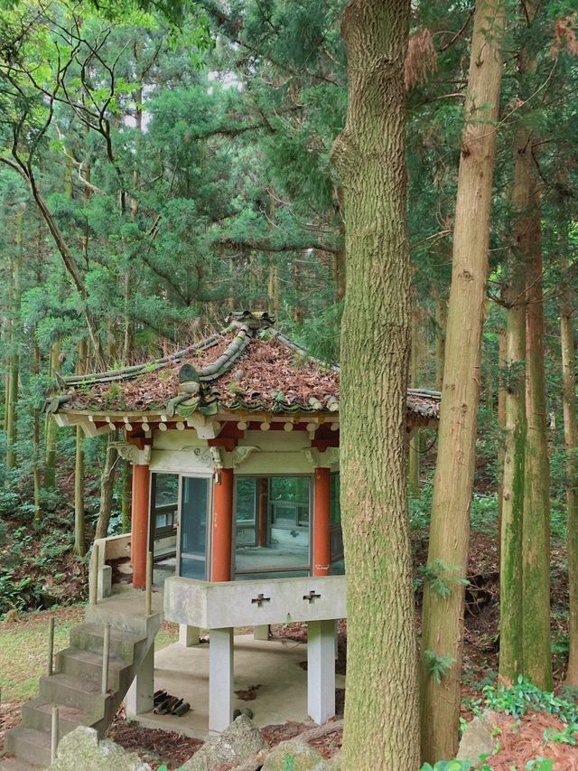 보성녹차밭 🍵 외국같은 푸릇푸릇함