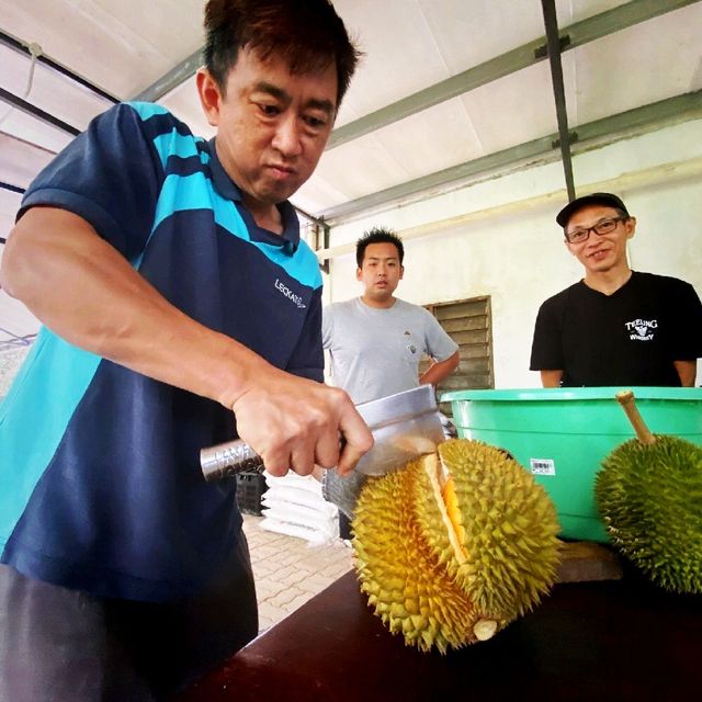 Durian Farm Expedition In Kulai Johor 