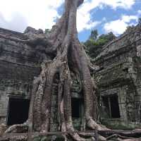 The Trees Roots Temple