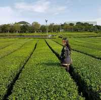 มาเที่ยวไร่ชา O'sulloc กัน 🌱🌱🌱