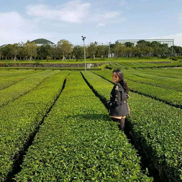 มาเที่ยวไร่ชา O'sulloc กัน 🌱🌱🌱