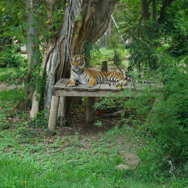 kanchanaburi safari bkk