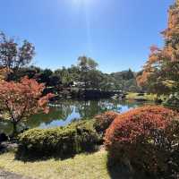 名古屋 楓葉下 的白鳥庭園🍁🍁