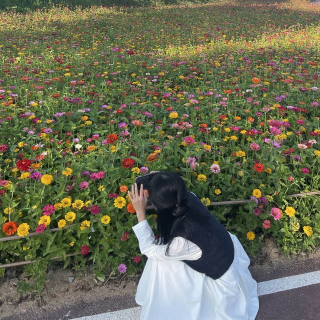 드넓은 백일홍, 코스모스, 황하코스모스 꽃밭을 한번에 볼 수 있는 명소 