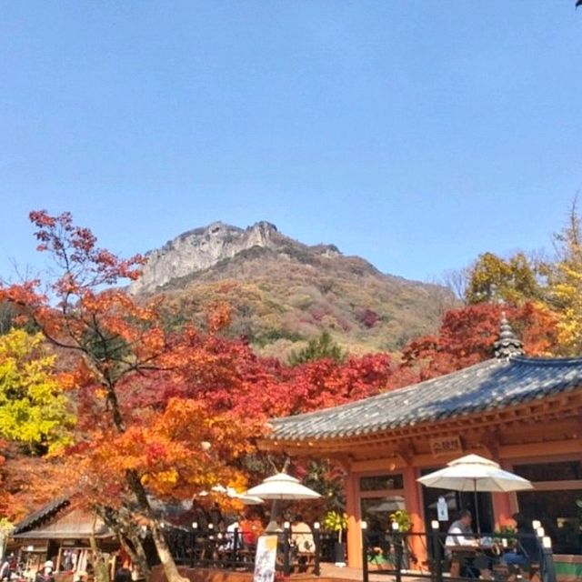 단풍하면 여기 내장산 백양사 한번쯤 꼭 가볼 곳💕