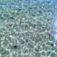 Spectacular beach littered with starfish….