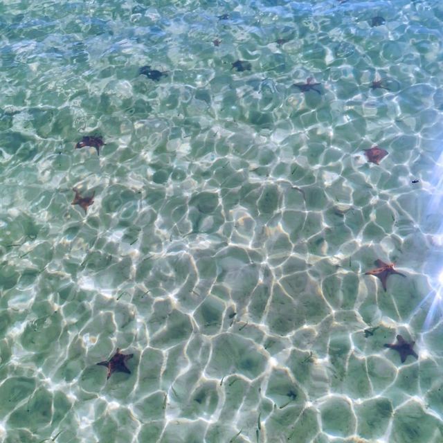 Spectacular beach littered with starfish….