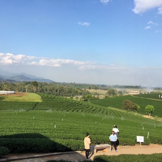 🎋🛤️ไร่ชาฉุยฟง เชียงราย🌿🧡